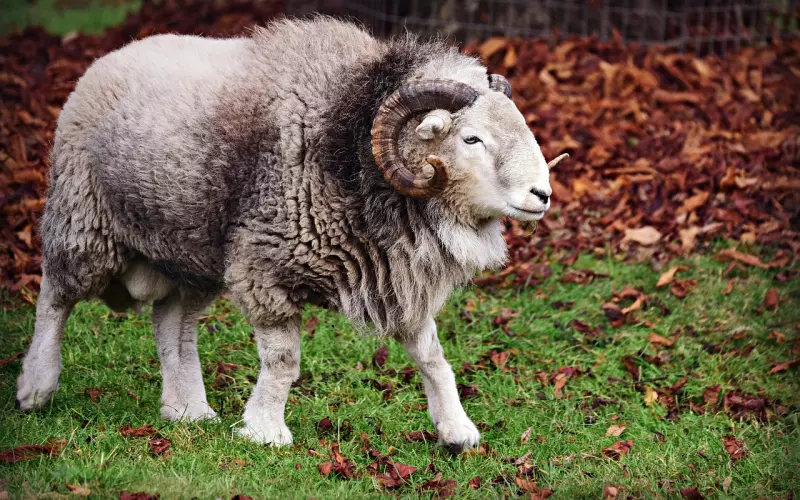 如何有效挽回白羊座男的心