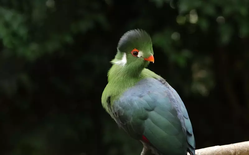 如何有效挽回异地巨蟹男友的前任？