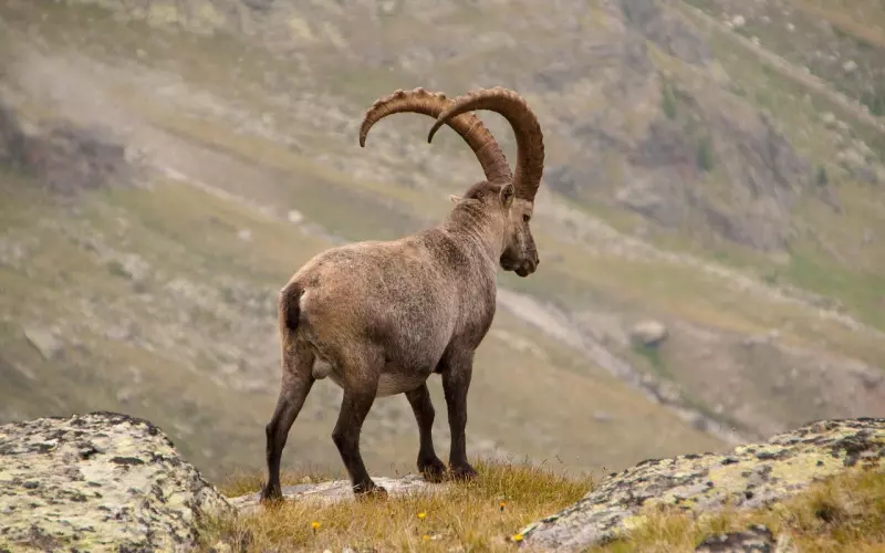 如何有效挽回摩羯座男人？