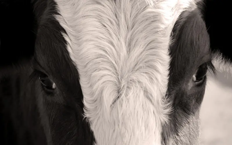 夫妻相处之道：要看脸色，懂进退