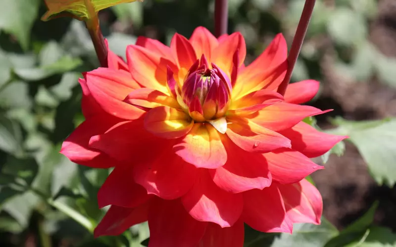 怎样和旧情人复合？前任想复合的表现有哪些？