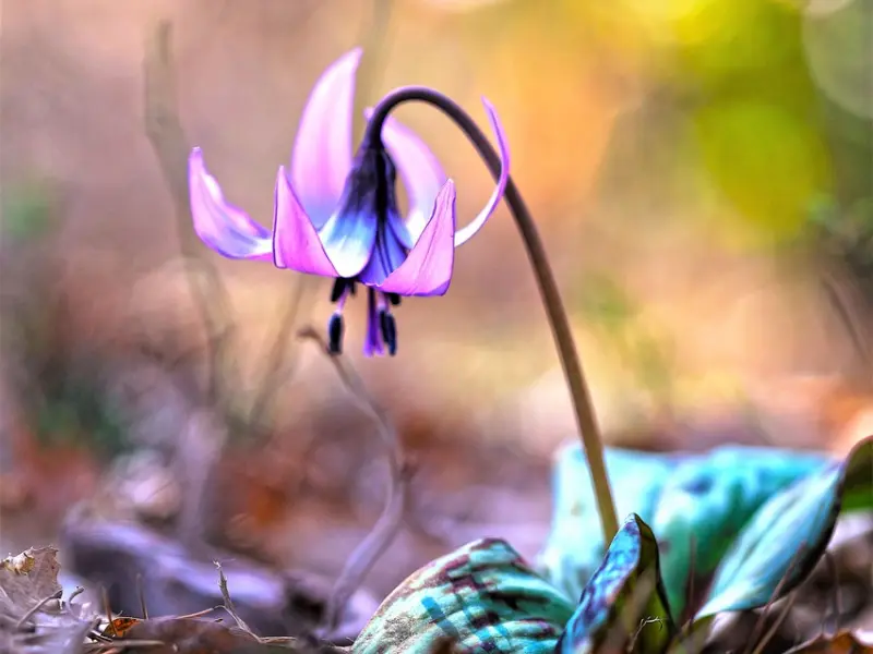 如何挽回男友：女生被分手后如何挽回男友：试试这样做