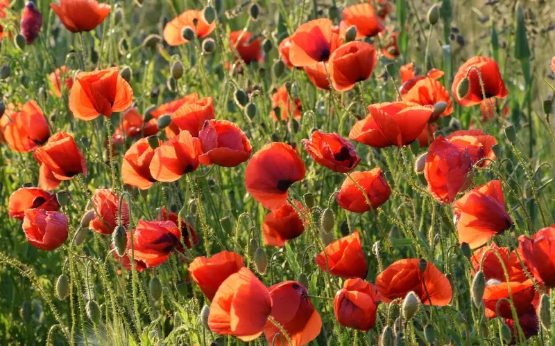 如何在有男友的情况下挽回前任？