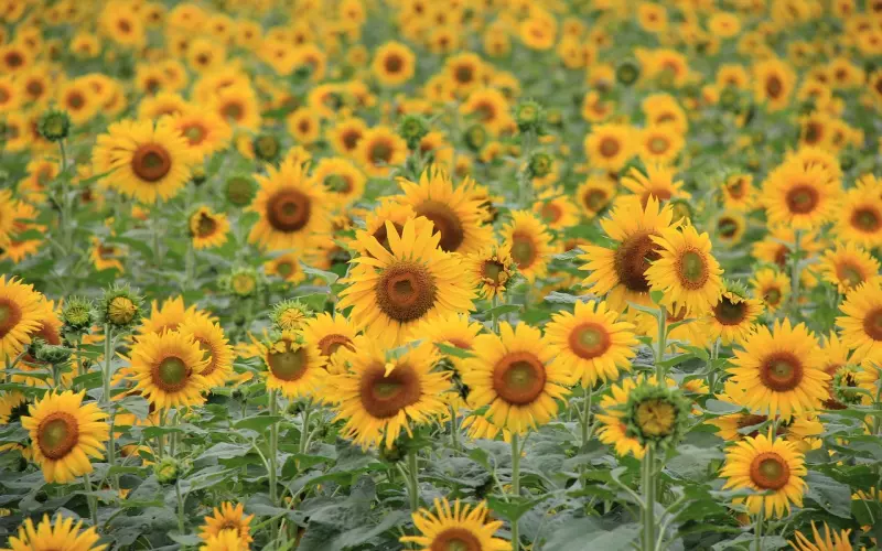 如何让前男友主动挽回你？