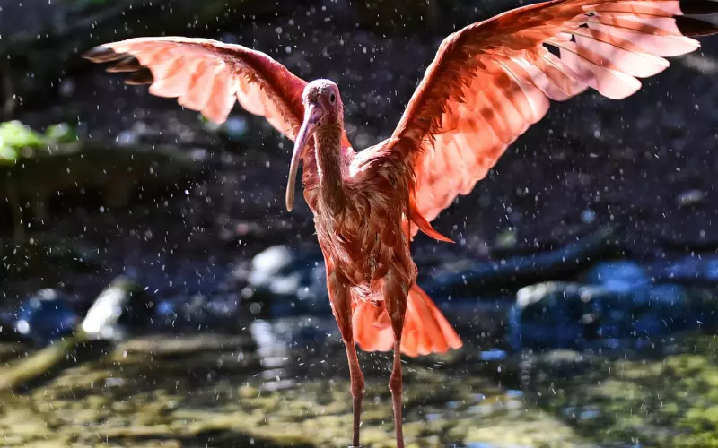 如何挽回前男友？花镇情感教你挽回必杀技