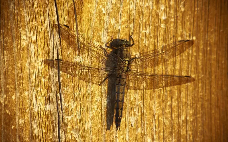 身处异地感觉到女友想要分手时，该如何挽回女友