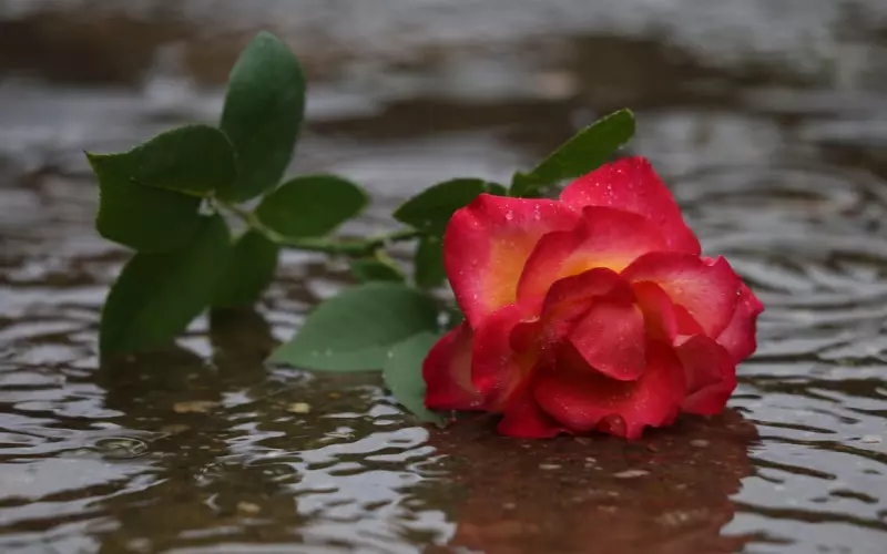 分手怎么挽回女友？成功挽回失去的爱情，不留遗憾！