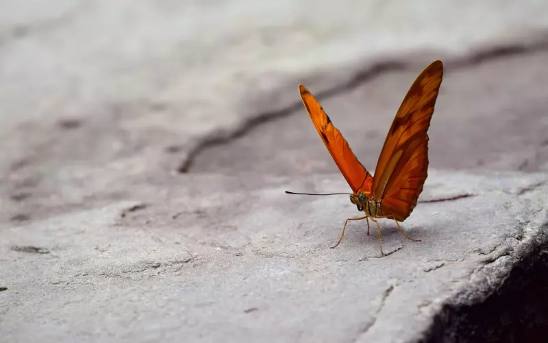 怎么挽回女友？如何挽回爱情呢？女人是很敏感的生物