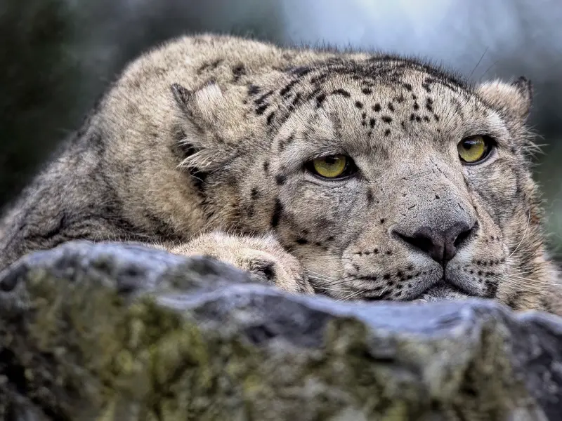 伤害了老公的心该怎么挽回：挽回的最新套路还是有用的