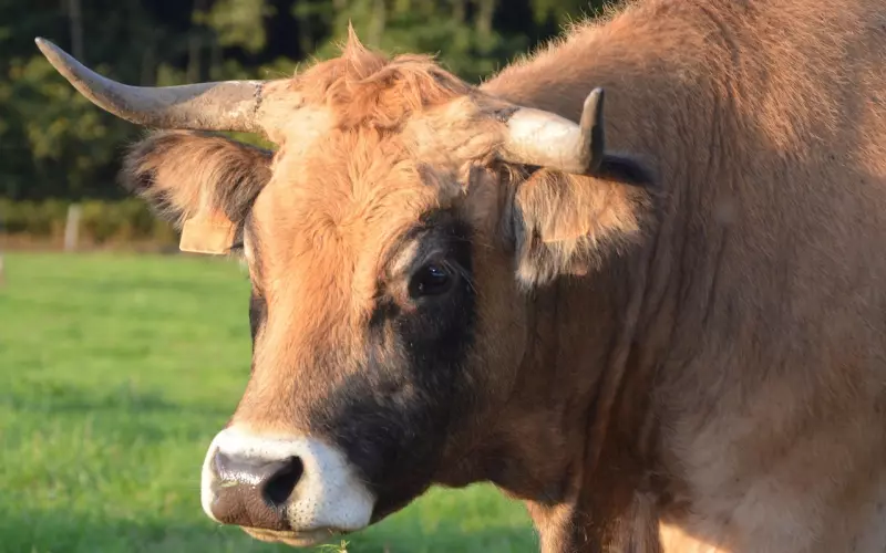 如何挽回失去的男友之追回金牛座前男友