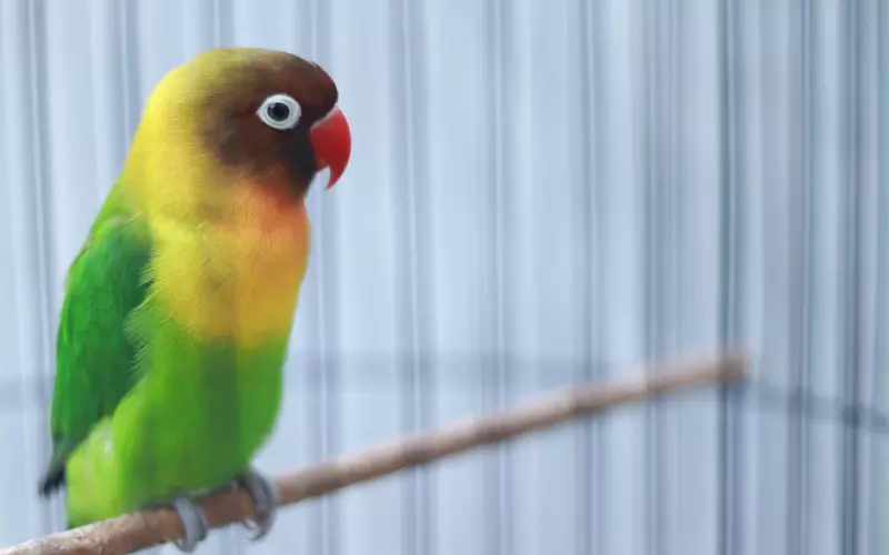 拉黑他后怎样挽回爱情