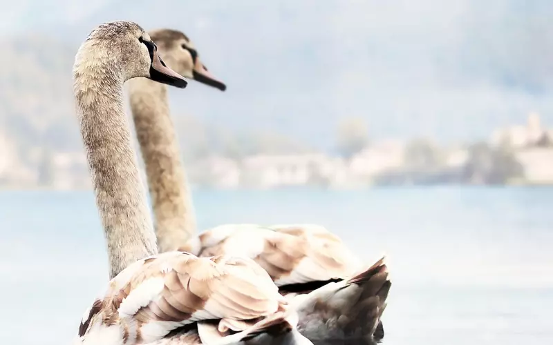 分手后如何优雅地挽回前任