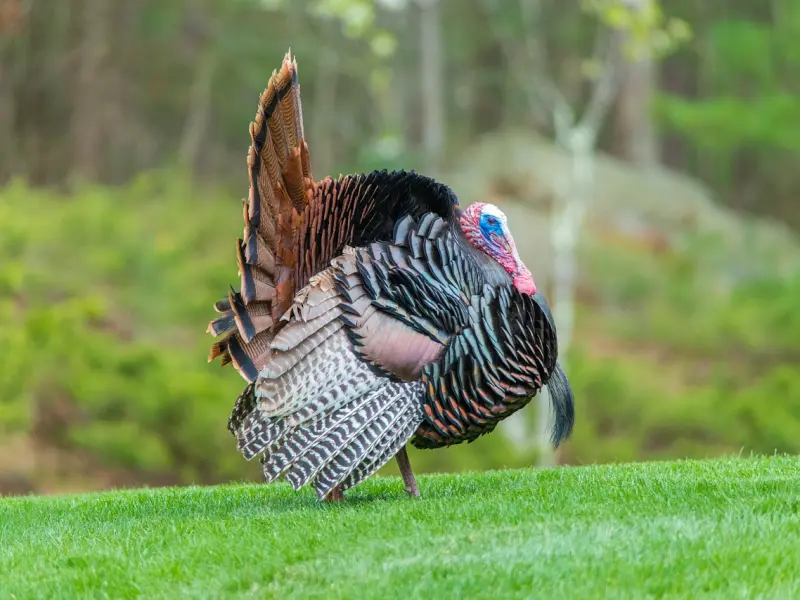 怎么判断挽回男友是否能成功?