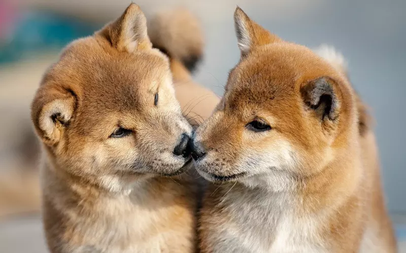 如何挽留对自己死心的老公