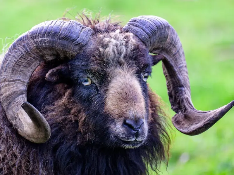 怎样挽留白羊男：这是你想要的攻略