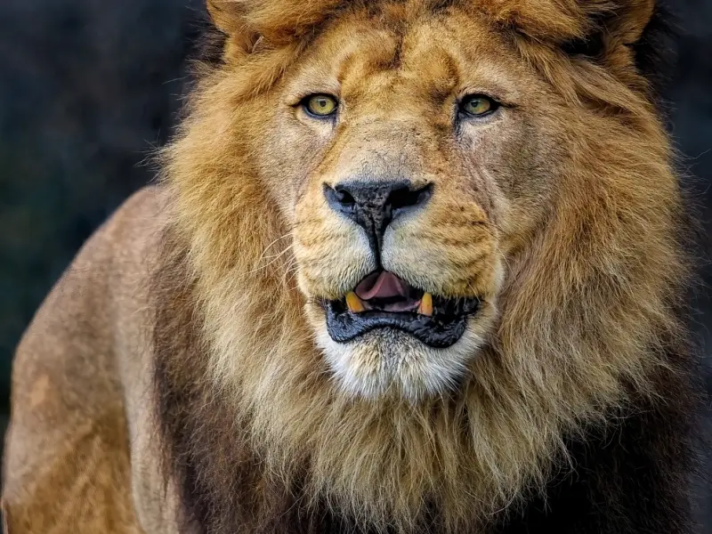 怎么挽留男朋友之挽回狮子男哪招最管用