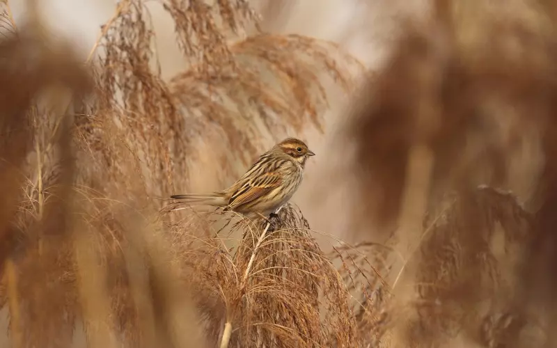 假性分手挽留男友的方法