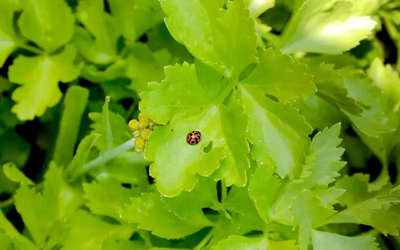 相亲的异地恋如何维持感情(相亲认识的异地恋如何维持)