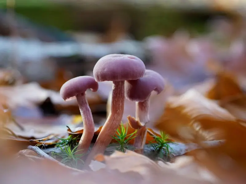 怎么确定网恋的对象不是骗子？