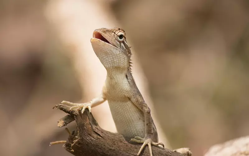 如何让男朋友臣服于你，学习蜥蜴脑法则
