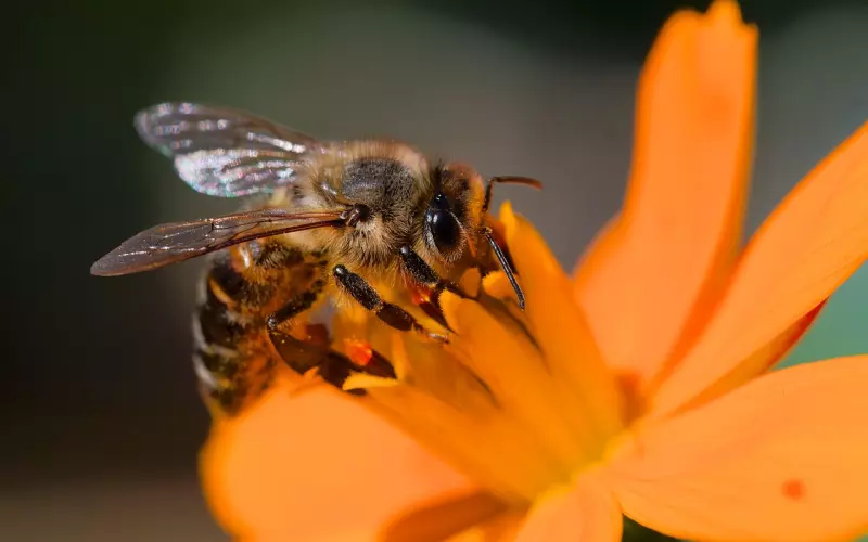 如何摆放南传佛堂