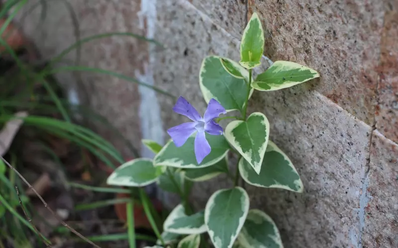 怎么挖墙脚？恋爱大神教你不失优雅的挖倒墙角