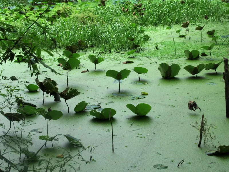 朋友之间怎么挖墙脚才能不伤和气