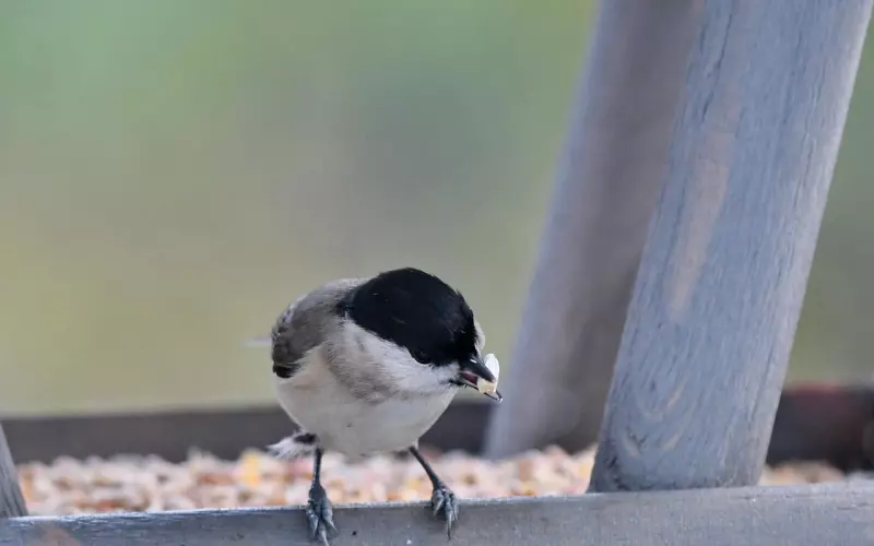如何展现自己，更能吸引对方