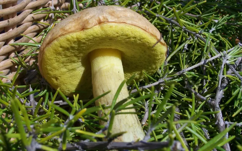 如何防止亲人死后堕入畜生道