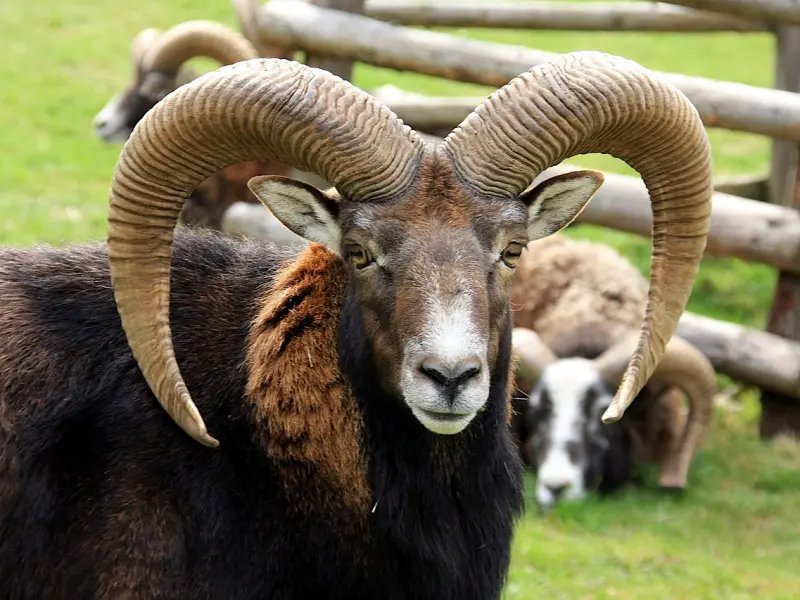 挽回男友之分手后怎么快速挽回白羊座男友