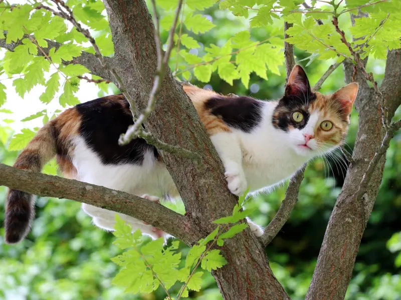 怎样快速挽回男友，挽回男友的三个攻心术！