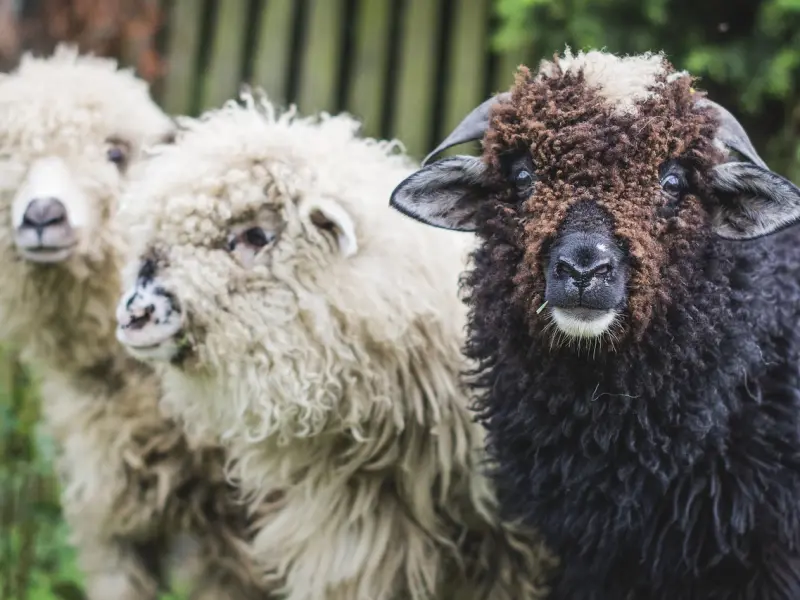 分手后怎样挽回之有效挽回白羊男的方法