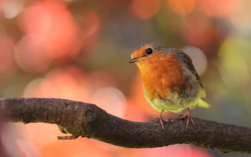 在爱情里被伤了心如何挽回