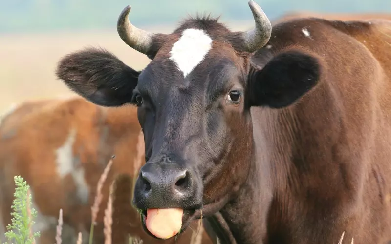 欺骗的感情怎么挽回