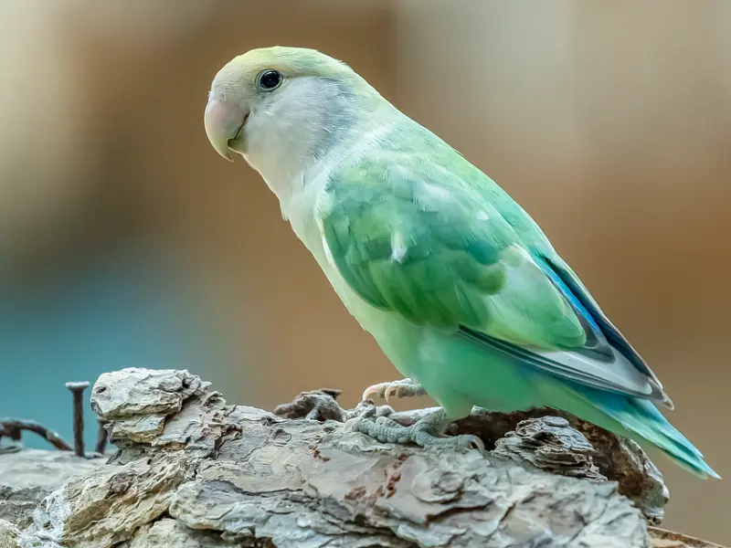 异地恋分手怎么挽回，三步教你挽回前任爱情