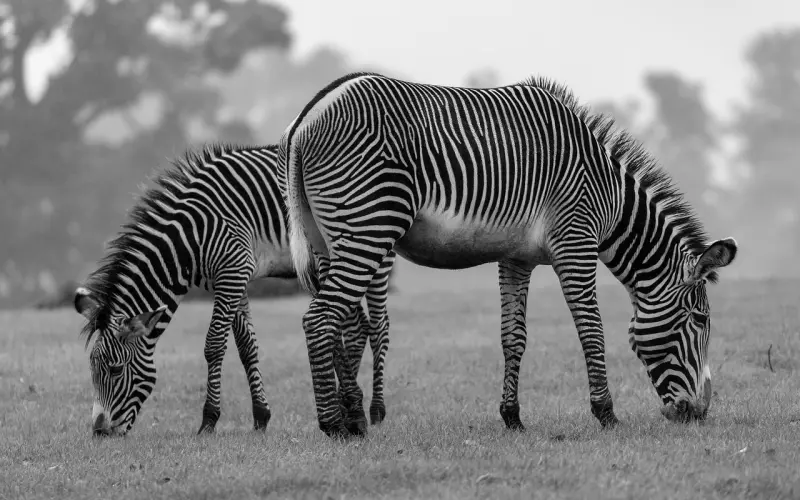 被女朋友拉黑如何挽回？要有套路，也要有底牌