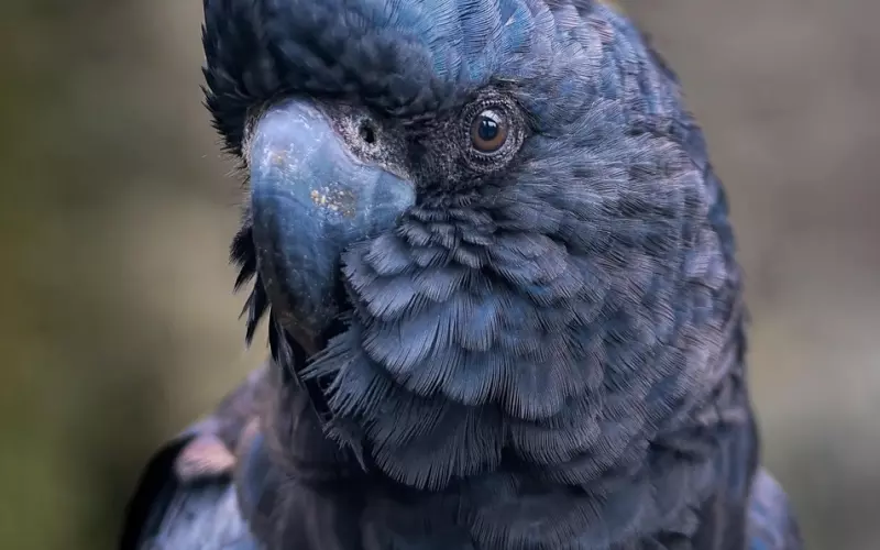 被彻底拉黑如何挽回