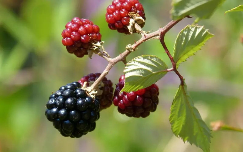 手机被拉黑了怎么挽回