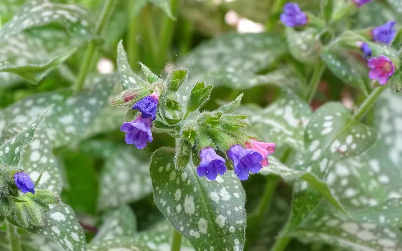搞暧昧被男朋友发现怎么挽回  有效的挽回方法