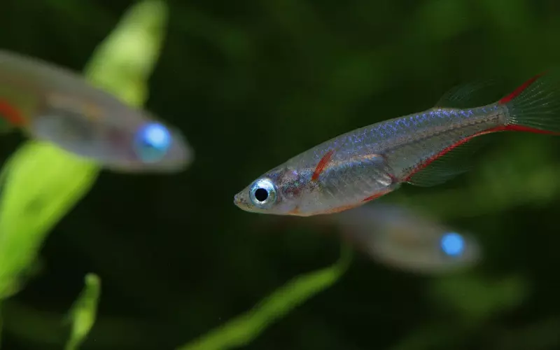 对于冷漠的他，挽回要如何是好？