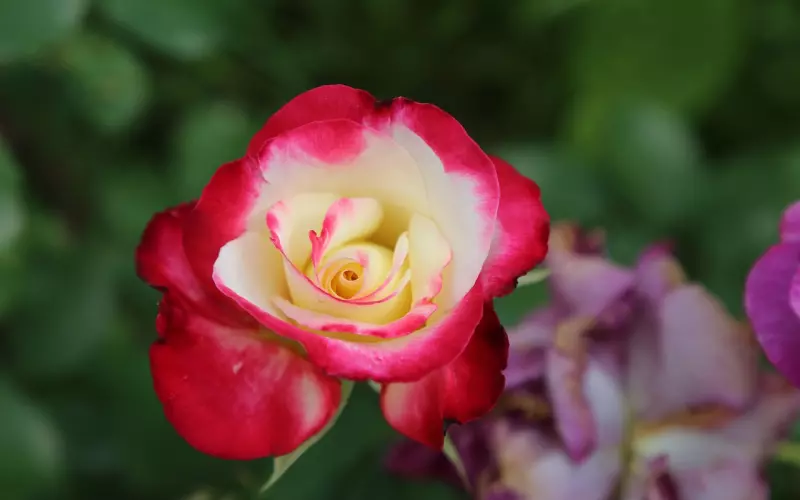 如何拒绝男朋友的出格请求？