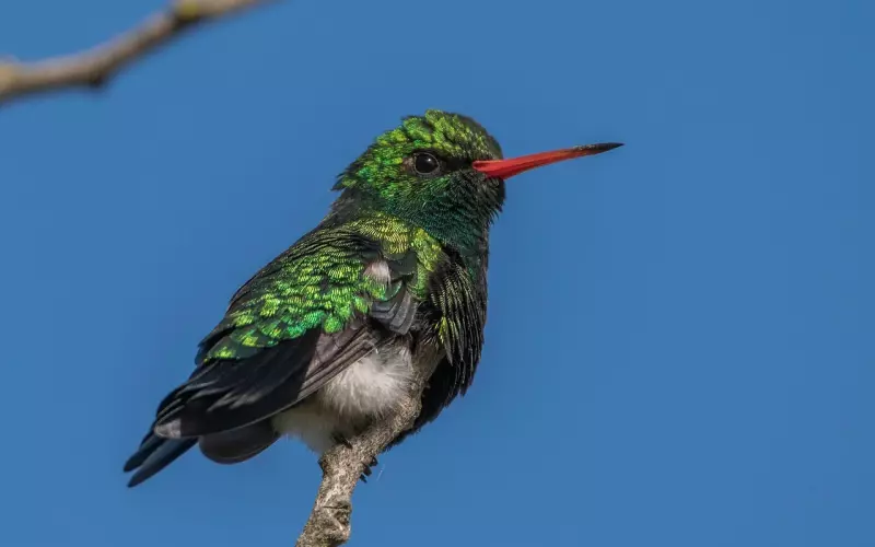 翡翠破损怎么挽回老公的爱？教你有效修复方法