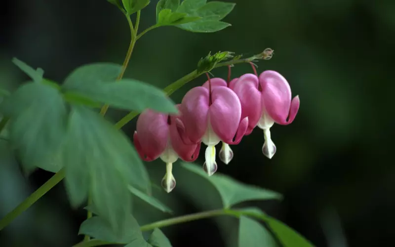 如何挽回一颗受伤的心