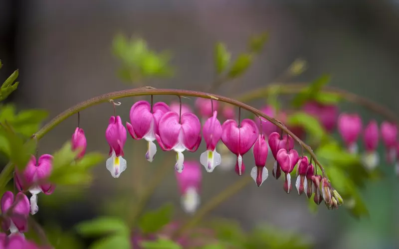 如何挽回一颗受伤的心