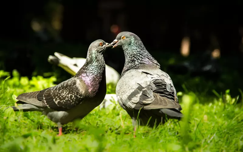 和平分手怎么挽回爱情？