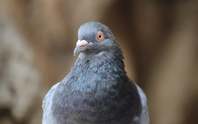 和平分手怎么挽回爱情？