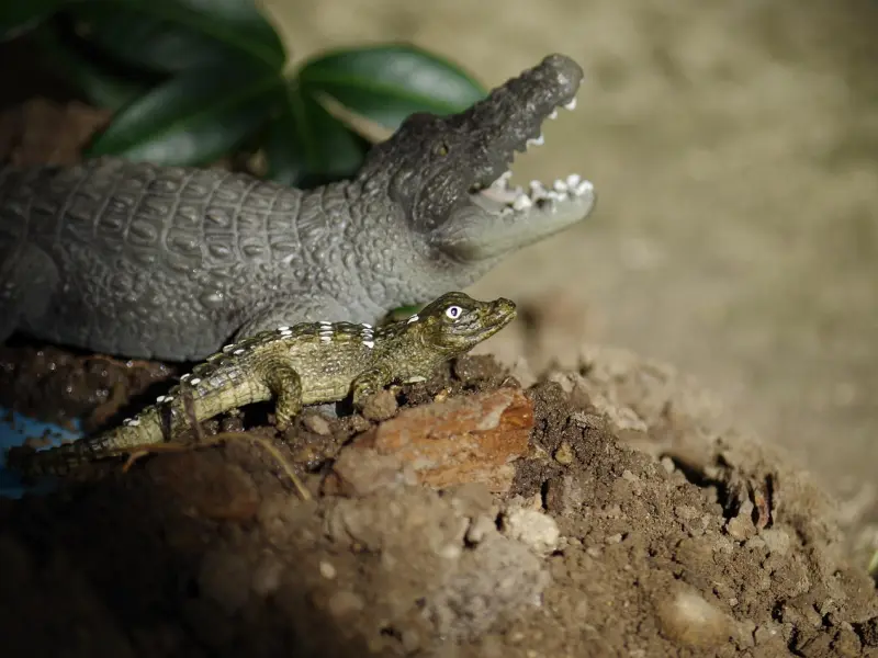 怎么挽回爱情让他快速复合？学会这个二次吸引即可