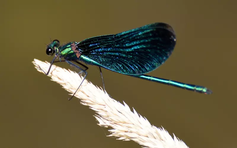 怎样挽留处女座男生？让处女座疯狂对你欲罢不能