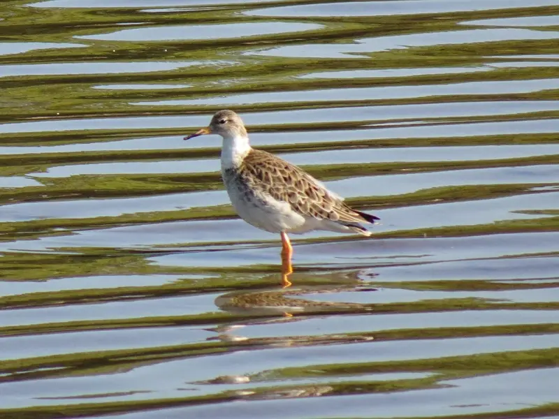 如何挽回婚姻？教你离婚后快速挽回婚姻的方法，正确挽回婚姻