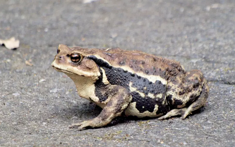 感情如何挽回如何打电话